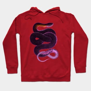 serpent,cobra,reptile,viper,venom,lizard,rattlesnake,king cobra,dragon,hydra,poison,venomous,plumber's snake,pythonidae,pythons,auger,python,squamata,serpentine,worm,big,ophidian,rattlesnakes,medusa,snakebite Hoodie